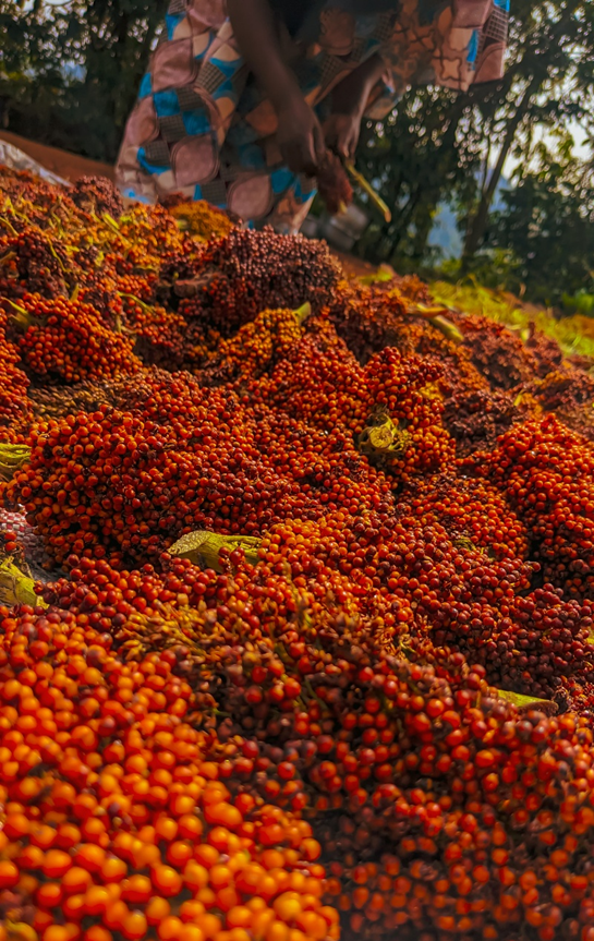 Rural smallholder farmers drying their successful sorghum harvest under the sun in the mountainous wetlands of Kabare. @Kilimo Green Farm, ‎‎2025